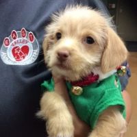 East Valley Animal Hospital ico
