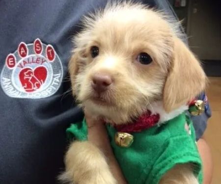 East Valley Animal Hospital