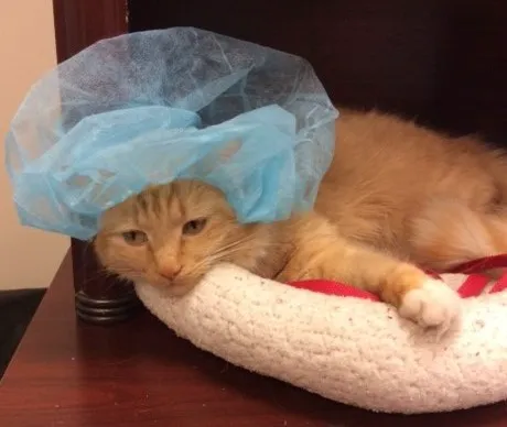 East Valley Animal Hospital Picture 7