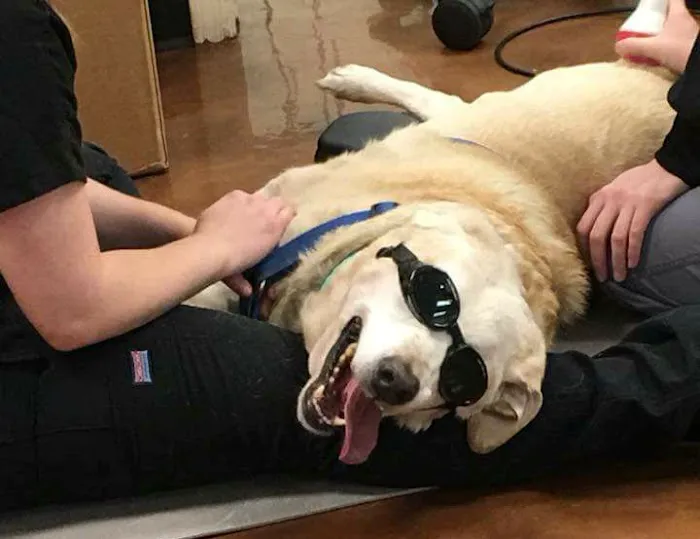East Valley Animal Hospital Picture 9