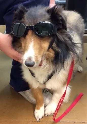 East Valley Animal Hospital Picture 5