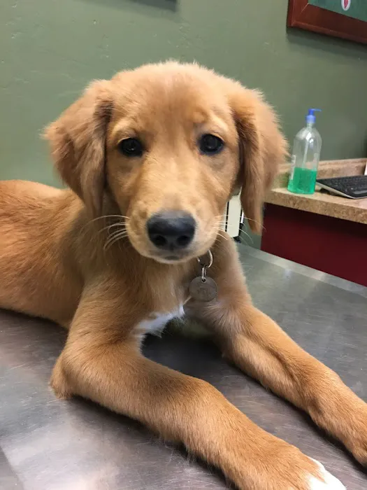 East Valley Animal Hospital Picture 2