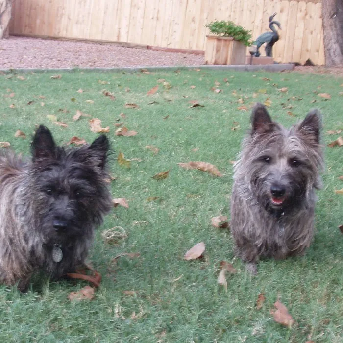 PetCure Oncology at Arizona Veterinary Oncology Picture 5