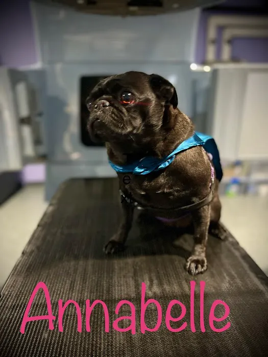 PetCure Oncology at Arizona Veterinary Oncology Picture 2