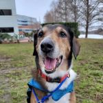 PetCure Oncology at Arizona Veterinary Oncology