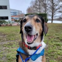 PetCure Oncology at Arizona Veterinary Oncology ico