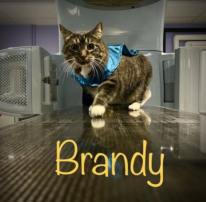 PetCure Oncology at Arizona Veterinary Oncology Picture 10