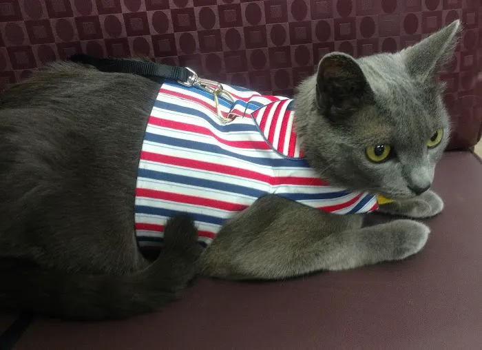 Dermatology for Animals - Gilbert Picture 7