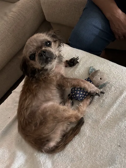 Dermatology for Animals - Gilbert Picture 1