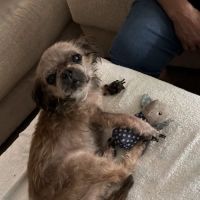 Dermatology for Animals - Gilbert ico
