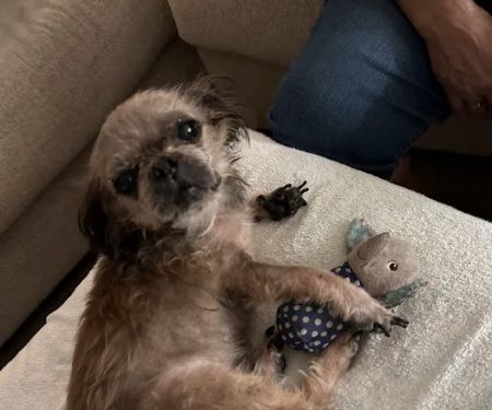 Dermatology for Animals - Gilbert