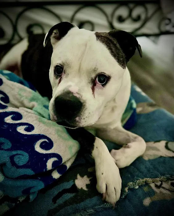 Dermatology for Animals - Gilbert Picture 3