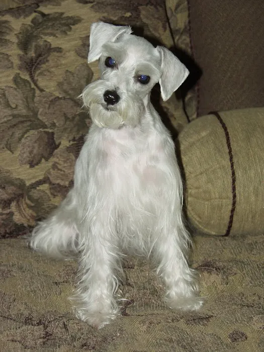 Dermatology for Animals - Gilbert Picture 9