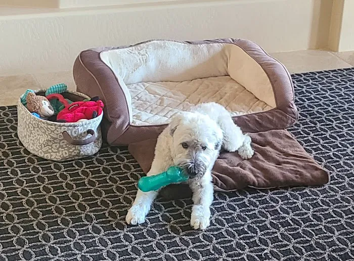 Arizona Veterinary Oncology Picture 7