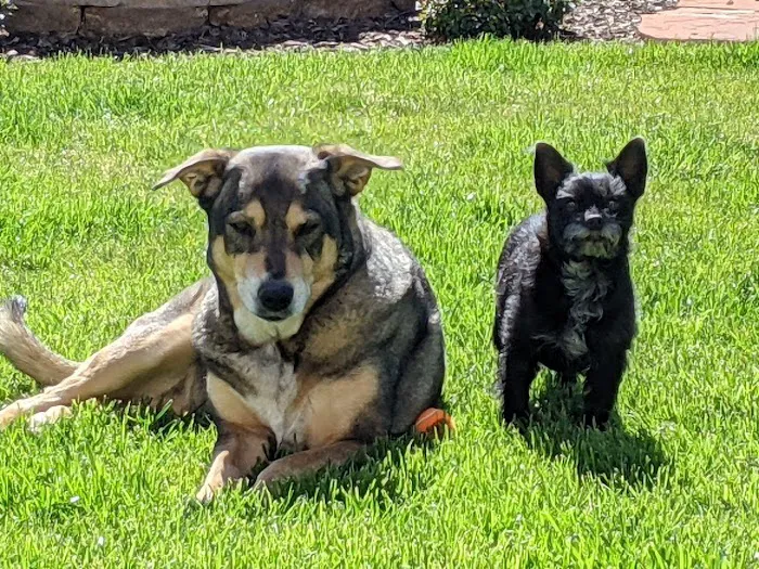 Arizona Veterinary Oncology Picture 5