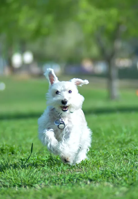 Arizona Veterinary Oncology Picture 3