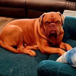 Arizona Veterinary Oncology