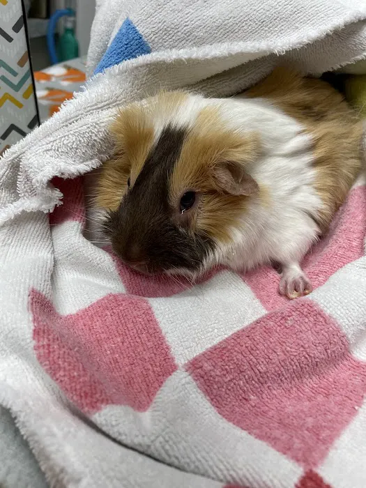 Avian & Exotic Animal Clinic Picture 2