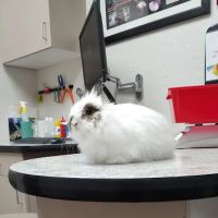 Avian & Exotic Animal Clinic ico
