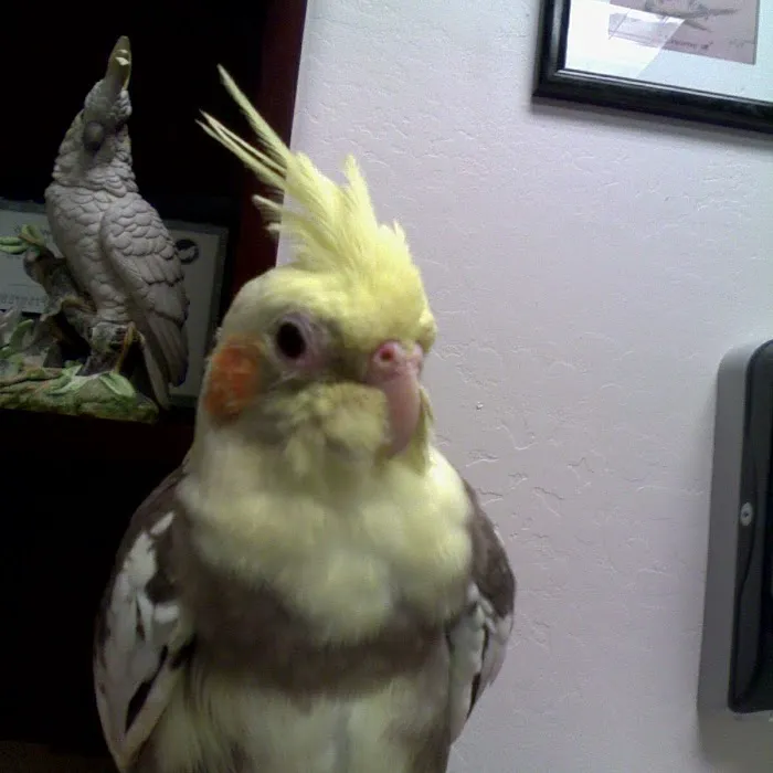 Avian & Exotic Animal Clinic Picture 8