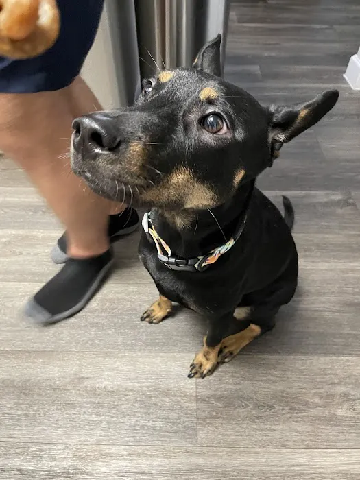 Caring Hearts Animal Clinic Picture 8