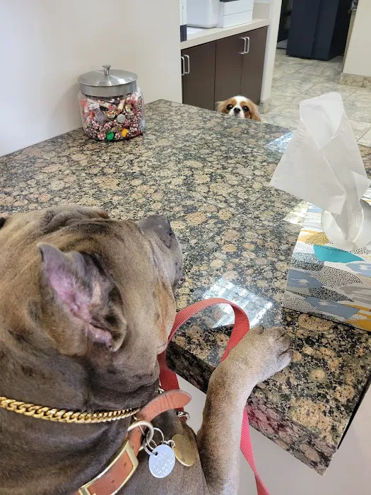 Caring Hearts Animal Clinic Picture 4