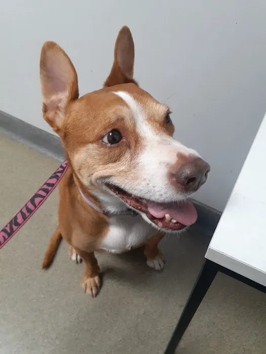 Caring Hearts Animal Clinic Picture 2