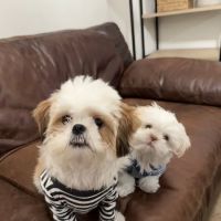 Caring Hearts Animal Clinic ico