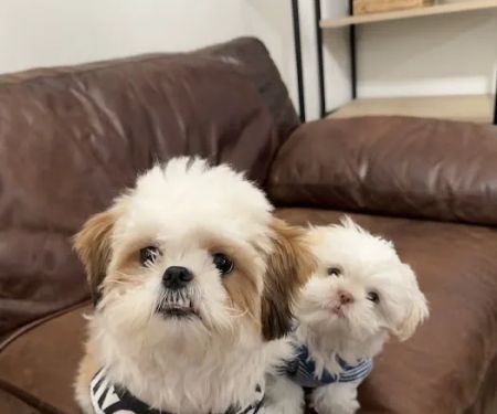 Caring Hearts Animal Clinic