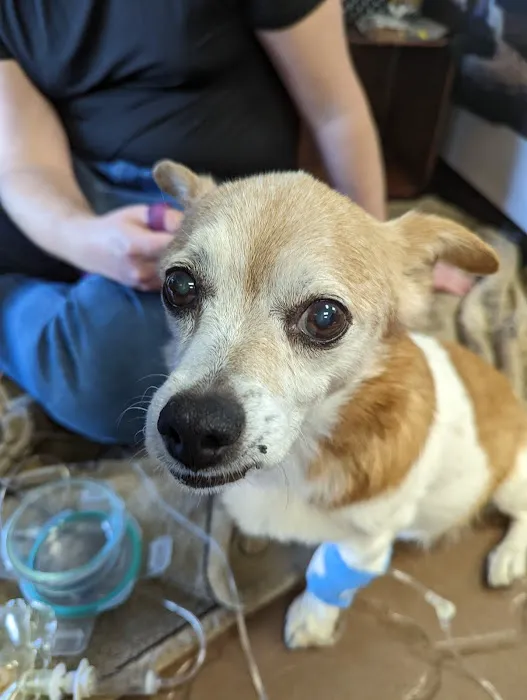 Four Peaks Animal Clinic Picture 4