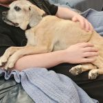 Four Peaks Animal Clinic