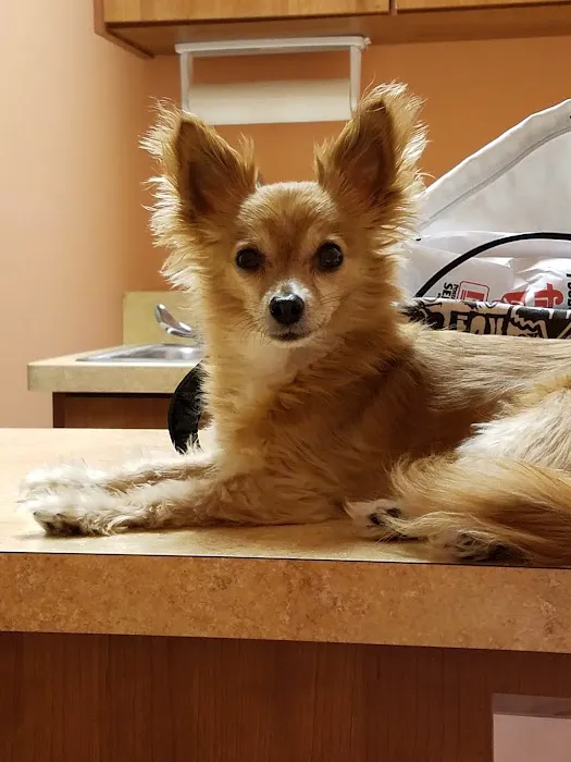 KC Animal Hospital & Pet Resort Picture 1
