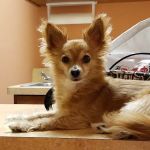 KC Animal Hospital & Pet Resort