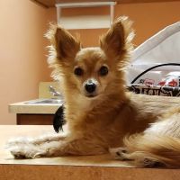 KC Animal Hospital & Pet Resort ico