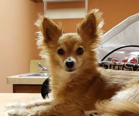 KC Animal Hospital & Pet Resort