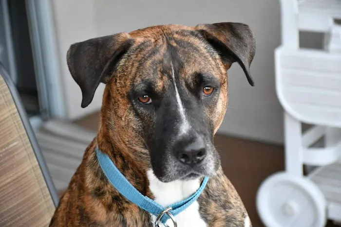 KC Animal Hospital & Pet Resort Picture 6