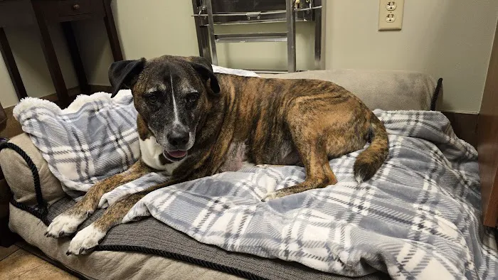 KC Animal Hospital & Pet Resort Picture 5