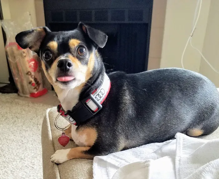 KC Animal Hospital & Pet Resort Picture 2