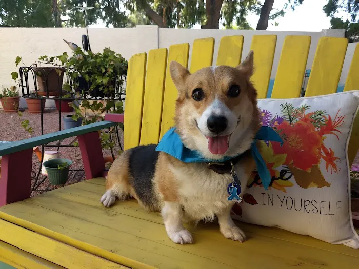 KC Animal Hospital & Pet Resort Picture 4