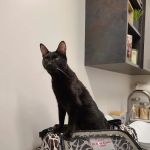 Quail Crossing Animal Hospital