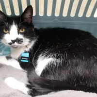 Lovet Pet Health Care - Scottsdale Hills ico