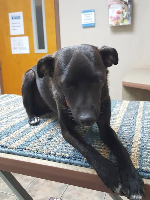 Lovet Pet Health Care - Scottsdale Hills Picture 2