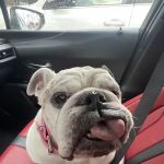 North Ranch Animal Hospital (Kierland Animal Clinic)