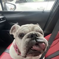 North Ranch Animal Hospital (Kierland Animal Clinic) ico