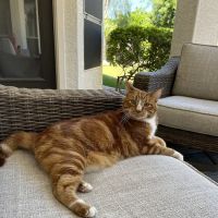Kierland Animal Clinic ico