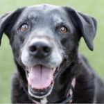 All About Restful Pets