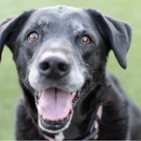 All About Restful Pets ico
