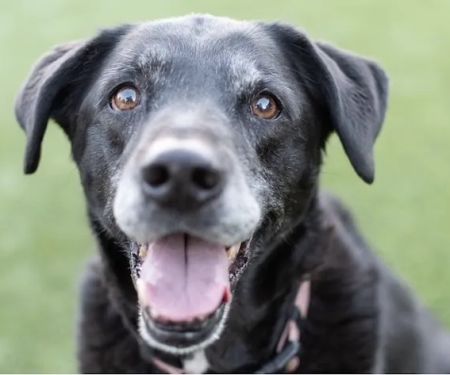 All About Restful Pets