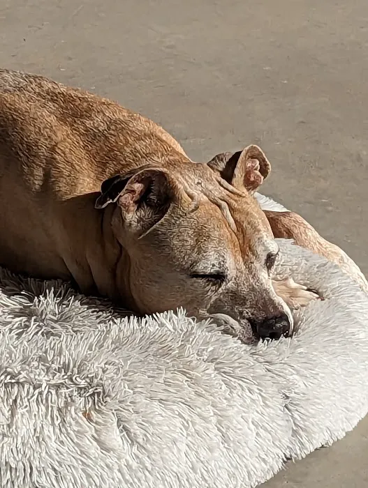 All About Restful Pets Picture 7