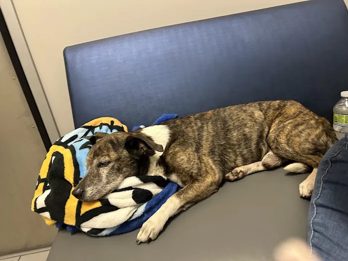 Desert Ridge Animal Hospital Picture 5